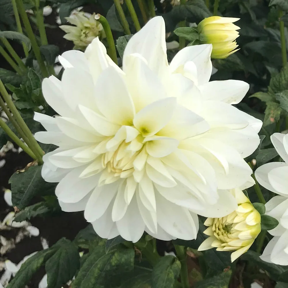 Bridezilla+Dahlia+02.jpeg?